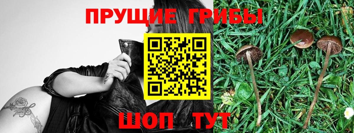 Псилоцибиновые грибы GOLDEN TEACHER Омск
